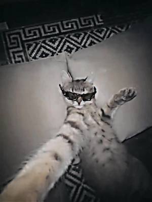 A post by @dxncatt on TikTok caption: cool kitty #catedit #cat #edit #kitty #cute #trend #edit 