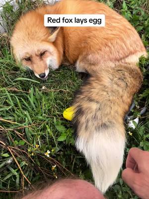 A post by @charlie_foxtrot_ on TikTok caption: Foxes really are the worst pet imaginable. Happy easter. 