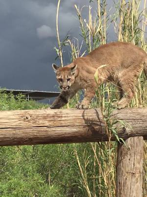 A post by @kaitlinthekeeper on TikTok caption: Baby Sage 😻