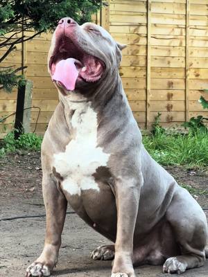 A post by @groundbullykennels on TikTok caption: 👻BSK FLOYD MAY-WEATHER👻 #groundbullykennels 📌🦍 MBB Marshall, sire  BSK ziah,Dam  MBB aftermath,grandad  DCP’s crown n coke, grandad  BSK lady dutchess, grandmother  Kodak-line Dolly Parton grandmother  BOSSY’s staxx great grandad  CANNIBAL’s king kodiak great grandad  MBB camo, great grandmother  HPP’s shockwave, great grandad  MANMADE’ CORAL of BSK, great grandmother  DCP’s Maliboo rum, great grandmother  CANNIBAL’s queen cobra, great grandmother  DEJA BLUE’s scotty2hotty, great grandad  🥶Now that’s what you call a real quality pedigree so if u you a puppy from our boy Floyd then drop a picture below ⬇️  Follow Ground Bully Kennels for more  content 📸 . . . #dogstagram #bullybreed #bullybreeds  #americanbulliesxl  #bullyofinstagram #bullygame #gbk #bullyworld #bullyinstafeature #instabeauty #bullyfam #beastmode #fyp #viral 