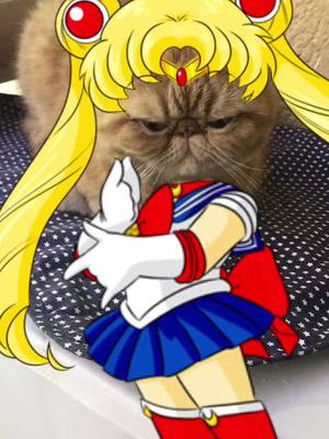 A post by @samantascaduto on TikTok caption: Roma my sailor moon  princess #cat 😍😍😍😍😍😍😍 #cat #gato #gatosgraciosos #funnycats #gatostiktok 