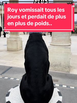 A post by @poow9187 on TikTok caption: #malade #chiens #dobermans_of_tiktok #doberman