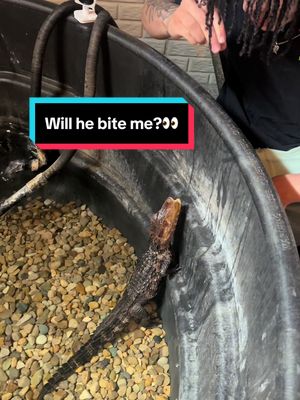 A post by @kj2cozy on TikTok caption: Replying to @Tailor short answer, no draco cant bite my finger off BUT when hes bigger he will be able to which is why I implement training while hes small! ##fyp##reptile##foryou##exoticpets##reptiles##animals##aquatic##reptilesoftiktok##crocs##crocodile##caiman