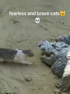 A post by @wild_world16 on TikTok caption: fearless and brave cats😼💀 #cat #crocodile #bear #dog #human #catsoftiktok #cats #nature #world #wild #worldanimal #animal #wildanimals #discover #discover #fypviral #fyp #fypシ #fypシ゚viral #fypage #viralvideo #viral 