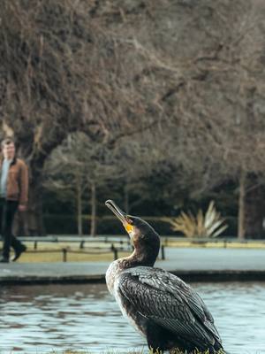 A post by @luciann.photography on TikTok caption: In stillness, life speaks. A photographer's silent conversation with Dublin's serene Stephen's Green. #photographervsphotos  . . #StephenGreenWhispers #DublinInRepose #ParkPhotography #SilentStories #UrbanOasis #PhotographerLife #CaptureCalm #DublinNature #PeacefulPlaces #VisualSoliloquy  . . Amidst the urban rush lies a canvas of calm—Stephen's Green. Each frame is a verse in nature's poetry. What do these quiet moments whisper to you? Share your thoughts and let's delve into the unspoken. 🌳📸 #dublindiaries 