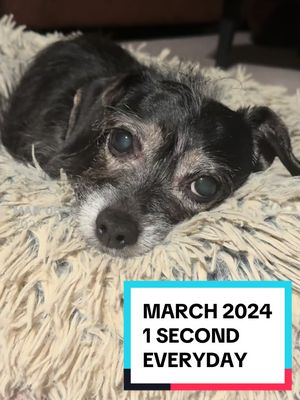 A post by @scruffabella on TikTok caption: Bella’s 1 Second Everyday March 2024 recap. My Dad has been using @1secondeveryday each day since he brought me home from the shelter 8 1/2 years ago. I hope you enjoy this months edition. #1secondeveryday #rescuedogsoftiktok #coneofshame #scruffabella #PetsOfTikTok 