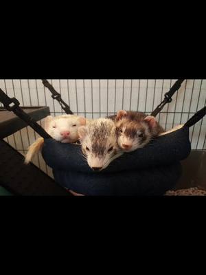 A post by @kitty.kat.2024 on TikTok caption: Happy National Ferret Day to my babies at the rainbow bridge #ferrets #ferretmom #ferretsoftiktok #ferretlove #ferretlife #nationalferretday #rainbowbridge 