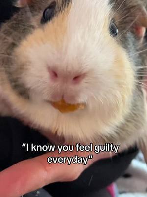 A post by @kt.starseed on TikTok caption: I will forever be grateful for you poi. You saved me and I’m so sorry I couldnt be there for you when you needed me most. Love you eternally and I think of you everyday. I hope your eating lots of oranges over the rainbow bridge 🌈💕🥺🥺💕 #guineapigsoftiktok #HealingJourney #healingtiktok #mentalhealthjourney #guineapiglove #mentalhealthhealing #guineapigmom 