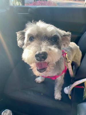 A post by @melissas_yard on TikTok caption: Bailey saw the oncologist today and the prognosis isn’t good. #dog #dogs #dogsoftiktok #mansbestfriend #bestfriend #melissasyard #cancersucks #starbuckspupcup #petstory #doglover #schnoodle #schnoodlesoftiktok #starbuckspuppachino #dogcancersucks #dogcancer #lymphoma #doglymphoma #bailey #bestdog #pets #bestdogever #puppy #puppylove #PetsOfTikTok 