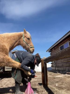 A post by @farrierbrenna on TikTok caption: We havent seen each other since last August and I think it’s safe to say that he missed me. 🥰🥹 #horses #farrier #farrierlife #horsesoftiktoktok #TrueLove #BestFriends 