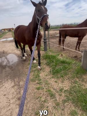 A post by @daria_sv_13 on TikTok caption: The Queen 🫡 #horse #caballos #equestrian #horsesoftiktok #horsesontiktok #equestrianlife #equiestrianproblems #mare #dramaqueen #horsemare 