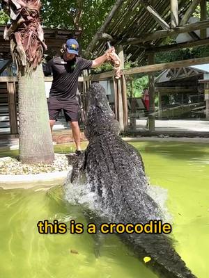 A post by @madbioreptiles on TikTok caption: Alligator vs Crocodile What’s the difference?! #crocodile #alligator #reptiles #fyp 