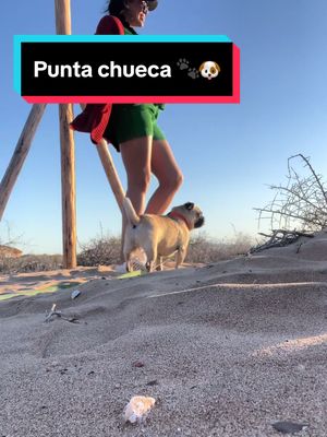 A post by @yoelperrito on TikTok caption: Fuimos a punta chueca 🐾🐶✨ @m @Heidyem #yoelperrito #perritos #perros #pugslife #pugs #dogs #adorabledogs ##lugaresensonora #puntachueca 