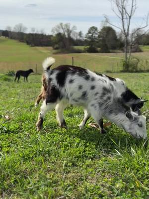 A post by @notsowildanimals on TikTok caption: if goats could talk… #goatsoftiktok #goat #homestead #happyplace #seriousquestion #iykyk #greengrass #theview 