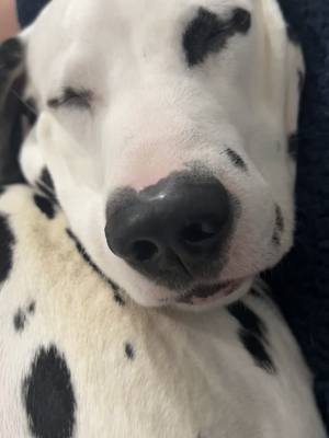 A post by @thecrazydogmom on TikTok caption: Just Thor over here snoring his evening away 💤 🥱 Sound up!!! 🔊 #dogs #pets #dogsoftiktok #foryou #foryoupage #fyp #dalmatian #dally #tired #asmr #cute #Home #animals #4u #tiktok 