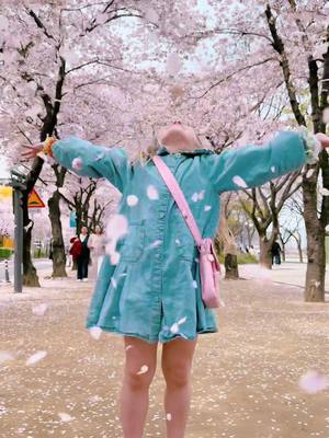 A post by @thomasgirlss on TikTok caption: Cherry blossom season in South korea is unmatched🤍 #fyp #foryou #foryoupagе #cherylblossom #southkorea 