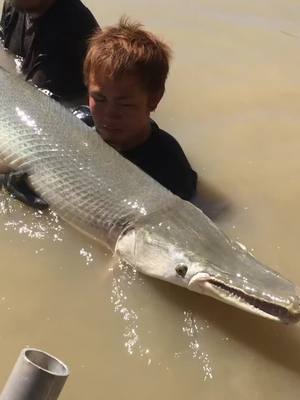 A post by @captbubbabedre on TikTok caption: How not to hold a #alligatorgar #fyp 