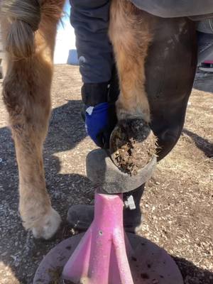 A post by @farrierbrenna on TikTok caption: Trimming a hind foot of a horse. Feel free to watch at 2x speed 🫣💜 #asmr #asmrvideo #horses #farrier #farrierlife #horsesoftiktoktok #worklife 