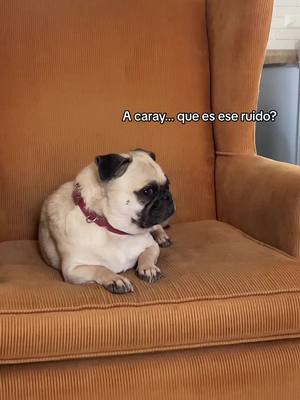 A post by @yoelperrito on TikTok caption: Lo que pensamos de verdad 😅🐾🐶✨ #yoelperrito #perritos #perros #pugslife #pugs #cosasparaperro #comedia 