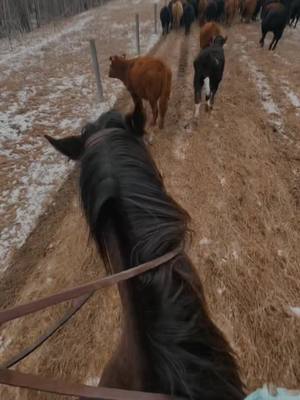 A post by @koleba.jd on TikTok caption: Riding cowbred fillys be like… #violentcreature #ranchhorse #marepower #hancockhorses #cowboygirl #ranchher #ranching #coltstarting #horsetraining #ranchlife #cowboyshit #dayinthelife #justyouraveragegirl #workhardplayhard #aqha #cautionbites #bitework 