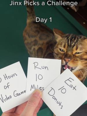 A post by @energy_and_jinx on TikTok caption: Jinx Picks a Challenge. Run 10 miles with me! #cat #Running #challenge #fyp 