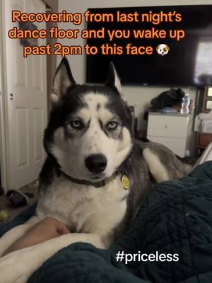 A post by @frejaborisbruno on TikTok caption: #Lunapup #husky #priceless #housemusic #fyp #sunday 