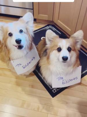 A post by @dexterfluffybutt on TikTok caption: Important information! #corgis #fypシ #dogs #cutedogs #corgisoftiktok #eclipse 