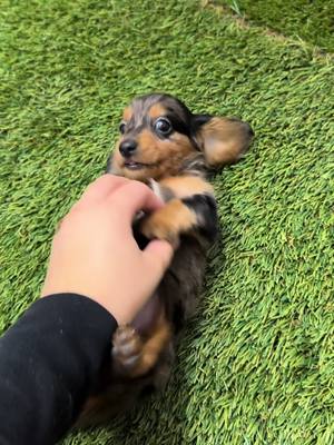 A post by @puppy_playland_ on TikTok caption: 🥹🎀#puppyplaylandpuppies #puppyplayland #puppylove #caninecare #puppyforadoption #cutiepie 