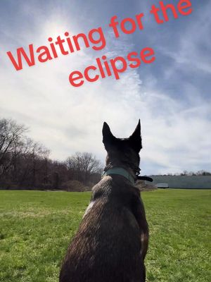 A post by @malinoischronicles on TikTok caption: She didnt actually look at the sun 😂 #eclipse #totaleclipseoftheheart #malinois #science #dogsoftiktok #2024