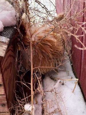 A post by @carlostherooster on TikTok caption: Carlos is really upset about 3rd winter. #carlos #carlostherooster #neverending #winter #hiding #stuck #meditationjourney #carryon #fyp #vibes #again #rooster #drama #hesokay 