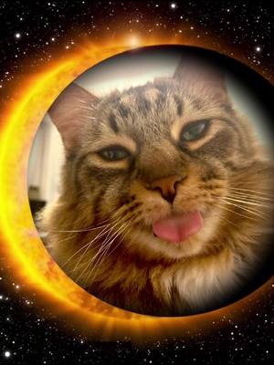 A post by @pudgeandchamp on TikTok caption: In the path of totality 🌖🕶️🐈 #eclipse #solar #eclipselunar #catsoftiktok #fyp #cattok 