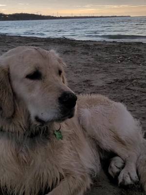 A post by @eminemilyw on TikTok caption: total eclipse of teddy's heart 🖤 #solareclipse #goldenretriever 