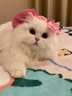 A post by @vivian54667688 on TikTok caption: #pet #PetsOfTikTok #petlover #cat #catsoftiktok #catlover #cute #cutecat #foryou #decompression 