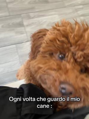 A post by @francescarimoli_ on TikTok