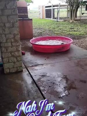 A post by @wtzoofari on TikTok caption: She obviously does not care about the storm headed in. Little stinker made me fetch her from the pool 🙄. #wtzoofari #foryoupage #ottersoftiktok #otterlover #ottertok #animalsoftiktok #otters 