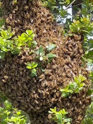 A post by @lukeentrup on TikTok caption: It is swarm season!  The nectar is flowing. The bees are making their precious honey. This means they are also splitting their hives to spread their love.  If you come across a swarm call a local beekeeper to help them find a new home, rather than an exterminator. #fyp #fypシ #foryou #beekeeper #bee #beekeeping #savethebees #bees 