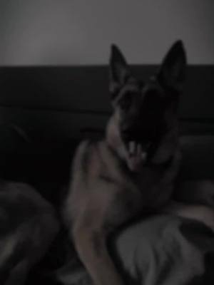 A post by @turboterry77 on TikTok caption: She is cute, But she can be a monster! #gsd #gsdoftiktok #gsdlove #germanahepherddog #mansbestfriend #guardian  #dog #dogsoftiktok 