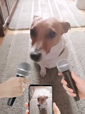 A post by @jackinapasticcina on TikTok caption: 😎 #fyp #neiperte #doglover #jackrussell #influencer 