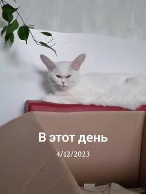 A post by @jurirerich on TikTok caption: #ВэтотДень 