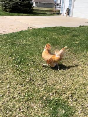 A post by @carlostherooster on TikTok caption: Feisty Friday….at the neighbor’s house 🙄 #carlos #carlostherooster #feisty #friday #vibes #loner #fyp #foryou #spring #runaway 