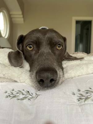 A post by @jakethetripawdweim on TikTok caption: It’s MY day, National Weim Day!  #dog #fypdog #weimaraner #rescuedog #tripawd #tripawddog 