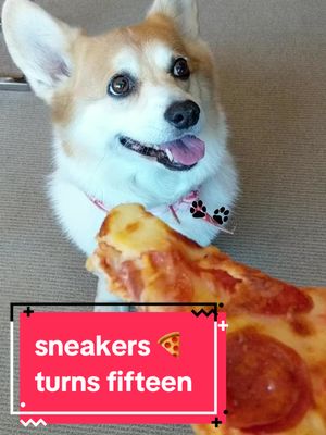 A post by @sneakersthecorgi on TikTok caption: happy 15th birthday, sneakers 🎈though today is your birthday, you are the most wonderful gift to us day after day ❤️ here’s to many more mini bites of pizza because you deserve them 🍕 #sneakersthecorgi #corgi 