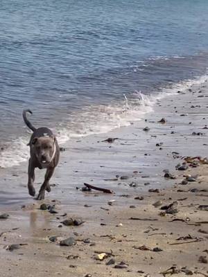 A post by @kobaandkaya on TikTok caption: Puppy goes deep sea diving oops!  Obis first time at the beach and definitely didnt judge the depth of the water 😱 hes okay he had fun!  #sea #dogswimming #dogswim #dogsoftiktok #dogsoftiktokviral #bluestaffypuppy #staffordshirebullterrier 