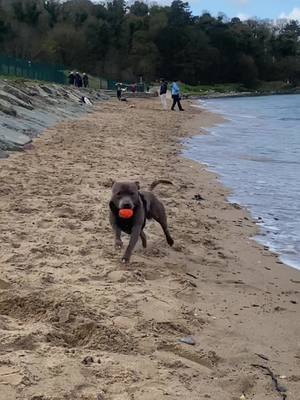 A post by @kobaandkaya on TikTok caption: Happy dogs happy life 🥰 #doggo #dogsoftiktok #Running #beachlife #beachwaves @BullyBillows 