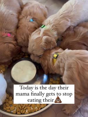 A post by @goldendoodles on TikTok caption: And the day our cleaning efforts quadruple 😂. Did you know that mom dogs lick their puppies to stimulate them to go potty and then EAT it for the first four weeks or so of their lives? A lot of people are really taken aback by this little tidbit 😂. Once the puppies start solid food, mama dogs refuse to keep eating their 💩, and that’s when we step in. This is part of the reason we start potty training three weeks old, so that by the time puppies begin weaning, they already know where they are supposed to potty and it makes for a much quicker and more sanitary cleanup. We absolutely do not recommend putting litters in wood chips to minimize cleanup. Puppies get very confused about where they are supposed to go to the bathroom and end up going to the bathroom EVERYWHERE. Then they go home and don’t understand that they can’t go to the bathroom where they play, eat, and sleep. Trust me, it can turn into a nightmare very quickly trying to train these habits out of them once they are established with the breeder.  Are you grossed out yet? If you haven’t been around dogs or puppies this is probably all brand new information. I love telling people about the more obscure (or gross) parts of being a Goldendoodle breeder 😂. Hit FOLLOW to see all the cute and weird moments that make up our daily lives while we raise these amazing creatures! #dinnertime #puppyfood #goldendoodlebreeder 