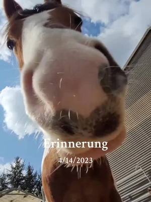 A post by @xxxmellibondxxx on TikTok caption: #erinnerung 