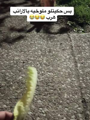 A post by @joeeecle on TikTok caption: #fypシ #fyp #explore #rabbit #ملوخية #viral 