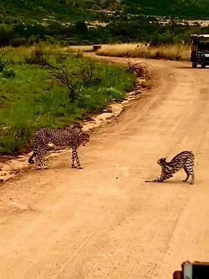 A post by @leopard_236 on TikTok caption: cheetah vs wildcat#cheetah #animals #wildlife 