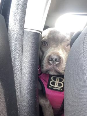 A post by @kobaandkaya on TikTok caption: A scary blue staffy who loves the car 🥹😭  #babygirl #staffordshirebullterrier #staffylove #staffie #dogmomlife @BullyBillows  