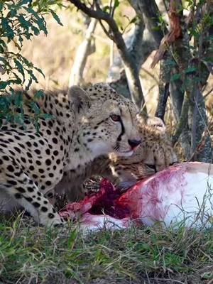 A post by @leopard_236 on TikTok caption: The cheetah was robbed of food#cheetah #leopard #animals #wildlife 